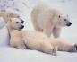 Najveći medvjed na svijetu Kodiak dimenzije medvjeda