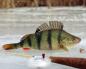 Catching perch in winter on first ice