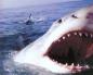 Hur mycket väger en haj: ranking av de allra bästa
