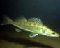 Pike perch on a spinning rod in October: how and what to catch?