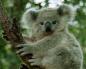 Marsupial bear - tirahan ng koala Koala