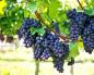 Італія - ​​італійські вина та регіони виноробства