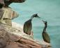 Crested cormorant - paglalarawan, tirahan, mga interesanteng katotohanan Mga tirahan ng long-crested cormorant